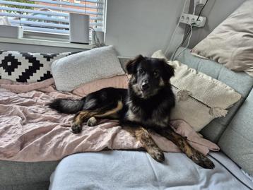 Charlie, lieve collie mix 6 maanden beschikbaar voor biedingen