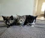 Boerderij Kittens, Dieren en Toebehoren, Katten en Kittens | Overige Katten, Poes, Kortharig, 0 tot 2 jaar