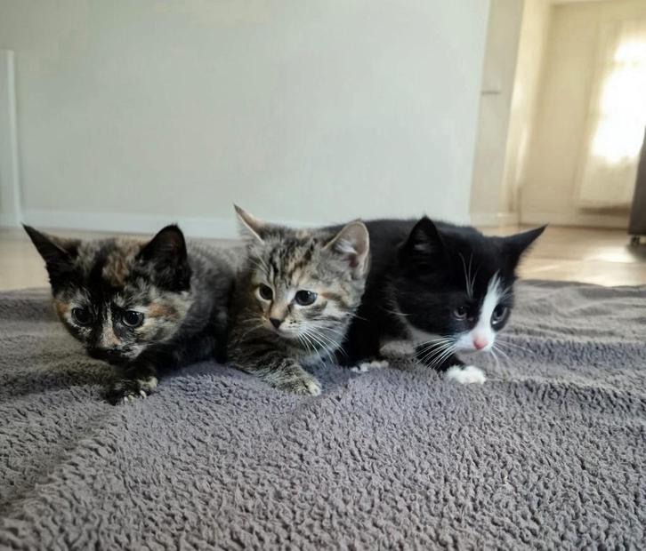 Boerderij Kittens, Dieren en Toebehoren, Katten en Kittens | Overige Katten, Kortharig, Poes, 0 tot 2 jaar