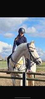 Verzorgpaard/verzorgpony gezocht, Ophalen of Verzenden, Zo goed als nieuw