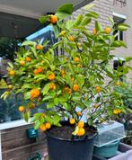 Citrus boompje, Tuin en Terras, Planten | Tuinplanten, Zomer, Vaste plant, Fruitplanten, Ophalen of Verzenden