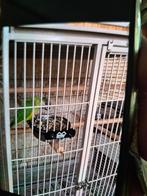 Bonte boeren pop, Dieren en Toebehoren, Vogels | Parkieten en Papegaaien, Vrouwelijk, Papegaai, Geringd