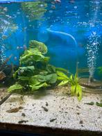 50 Jonge HB Any Colour guppen voor maar €20,00, Dieren en Toebehoren, Vissen | Aquariumvissen, Vis, Zoetwatervis