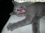 Blauwe rus kittens zoeken nieuw personeel!, Meerdere dieren, Gechipt, 0 tot 2 jaar