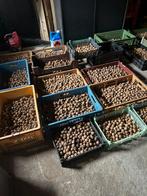 Walnoten oogst 2025, Diversen, Ophalen