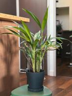 Golden Palm (Goudpalm) inclusief 17cm zwarte pot, Ophalen, Palm, In pot, Minder dan 100 cm