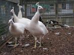 Witte pauwen | Deskundig advies | Verschillende leeftijden!, Dieren en Toebehoren, Pluimvee, Meerdere dieren, Overige soorten