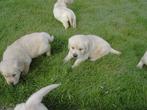 Golden retriever pups, Golden retriever, België, 8 tot 15 weken, Parvo