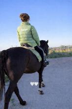 Bijdijder/verzorger aangeboden, Dieren en Toebehoren, Ophalen, Zo goed als nieuw, Overige soorten