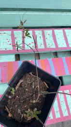 Passiebloem, Tuin en Terras, Planten | Tuinplanten, Ophalen of Verzenden, Zomer, Overige soorten, Halfschaduw