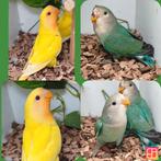 Dwerpapagaain lutino aqua, Dieren en Toebehoren, Vogels | Parkieten en Papegaaien, Meerdere dieren, Dwergpapegaai of Agapornis