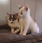 Grijswit katertje en lichte lapjespoes / 9 wkn, Dieren en Toebehoren, Katten en Kittens | Overige Katten, Meerdere dieren, Kortharig
