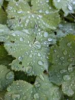 Alchemilla mollis, vrouwenmantel. p9 potje, Ophalen, Bodembedekkers, Volle zon, Vaste plant