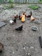 Gratis kippen, Dieren en Toebehoren, Pluimvee, Meerdere dieren, Kip