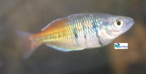 Boesemani Regenboogzalm, Dieren en Toebehoren, Vissen | Aquariumvissen, Zoetwatervis, Vis, Schoolvis