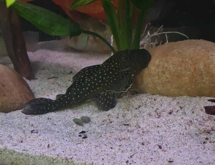 Algeneters & L- nummers opvang, Dieren en Toebehoren, Vissen | Aquariumvissen, Zoetwatervis, Vis