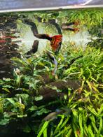 Guppies gratis op te halen, Dieren en Toebehoren, Vis