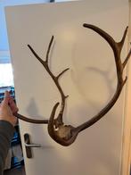 Gewei hert, Ophalen, Gebruikt, Wild dier, Gewei of Kop