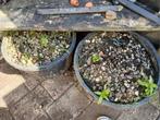 Grind voor eventueel in de tuin (gratis), Tuin en Terras, Grind, Keien en Split, Ophalen, Zo goed als nieuw, Overige materialen