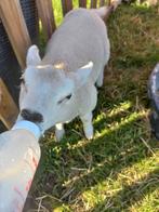 Gevraagd  : Leb lammetjes ooien., Dieren en Toebehoren, Schapen, Geiten en Varkens, Vrouwelijk, Schaap