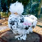 Broedeieren mottled usa zijdehoenders kippen, Kip