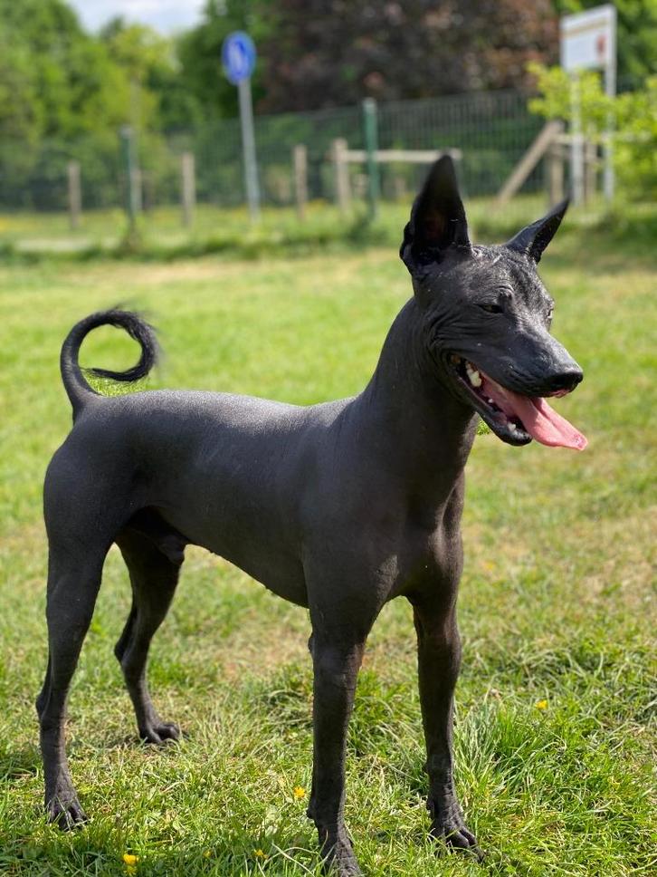Dekreu: Mexicaanse Naakthond, Dieren en Toebehoren, Honden | Dekreuen, Reu, Particulier, Eén hond, Nederland, 3 tot 5 jaar, CDV (hondenziekte)
