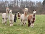 Alpaca kudde te koop, Dieren en Toebehoren, Overige Dieren, Juni, Meerdere dieren