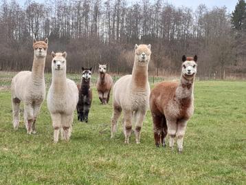 Alpaca kudde te koop beschikbaar voor biedingen