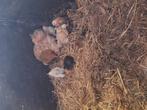 Cochin kriel kuikens te koop, Dieren en Toebehoren, Pluimvee, Geslacht onbekend, Kip