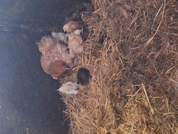 Cochin kriel kuikens te koop beschikbaar voor biedingen