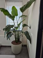 Zeer grote Strelitzia Nicolaï op hydro compleet! 2mtr hoog, Huis en Inrichting, Kamerplanten, Ophalen, Overige soorten