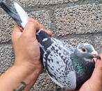 Postduif Kleindochter "POKERFACE"/"SKY FIGHTER", Dieren en Toebehoren, Vogels | Duiven, Vrouwelijk, Postduif