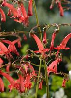 Phygelius Capensis zaden “Kaapse Fuchsia”, Ophalen of Verzenden, Gehele jaar, Volle zon, Zaad