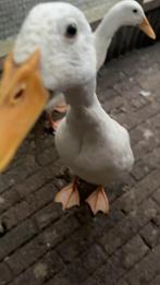 2 witte loop eenden, Dieren en Toebehoren, Pluimvee, Meerdere dieren, Eend