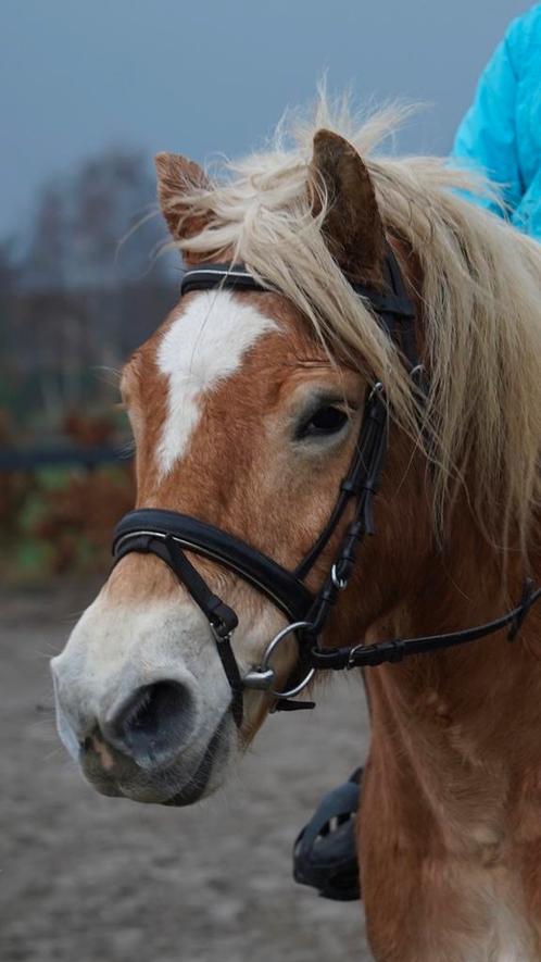 Verzorgpaard / bijrijdpaard aangeboden, Dieren en Toebehoren, Stalling en Weidegang