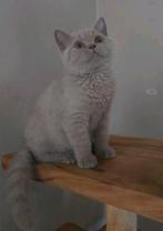 Schattige britse korthaar te koop ‼️, Dieren en Toebehoren, Katten en Kittens | Raskatten | Korthaar, Poes, Ontwormd