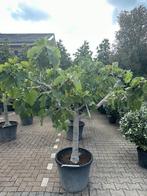 Ficus carica - Vijgenboom met 25/30 cm stamomtrek te koop, 100 tot 250 cm, Zomer, Volle zon, In pot