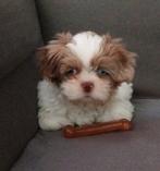 Boomer pup 11 weken, Dieren en Toebehoren, Maltezer, Reu, CDV (hondenziekte), 8 tot 15 weken