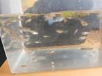Groep van 50 jonge guppen blauw en rood, Vis, Zoetwatervis, Schoolvis