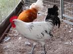 Friese hoen hanen, Dieren en Toebehoren, Pluimvee, Mannelijk, Kip