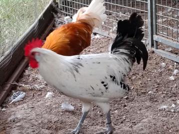 Friese hoen hanen  beschikbaar voor biedingen