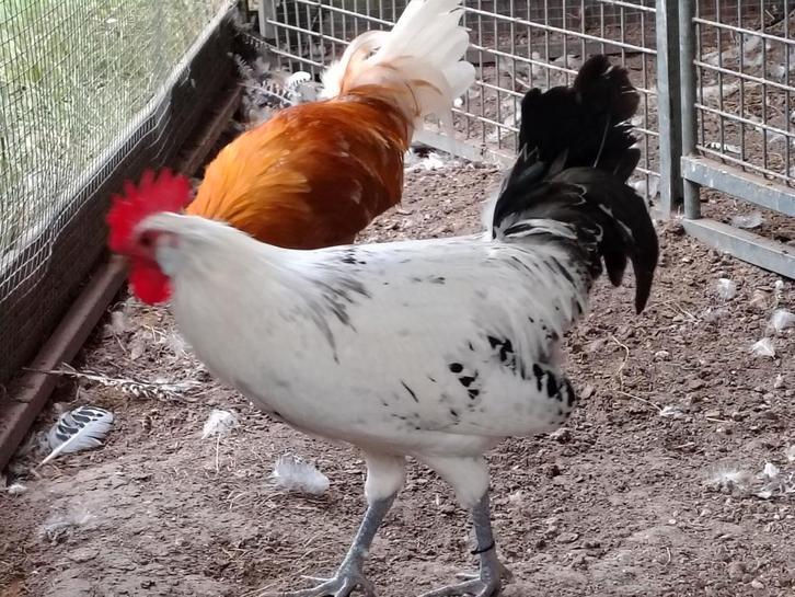 Friese hoen hanen, Dieren en Toebehoren, Pluimvee, Kip, Mannelijk