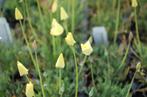 Nr 17/ zaad van Slaapmutsje - Eschscholzia caespitosa bio, Ophalen of Verzenden, Voorjaar, Volle zon, Zaad