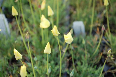 Nr 17/ zaad van Slaapmutsje - Eschscholzia caespitosa bio, Tuin en Terras, Bloembollen en Zaden, Zaad, Voorjaar, Volle zon, Ophalen of Verzenden