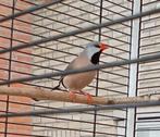 Spitsstaartamadine losse man, Dieren en Toebehoren, Vogels | Overige Vogels, Mannelijk, Tropenvogel