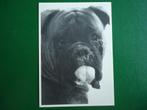 (1902) Dierenkaart: HOND, Verzenden, Gelopen, Hond of Kat