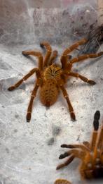 Pterinochilus murinus, Dieren en Toebehoren, Spin of Schorpioen
