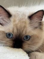 Ragdoll poesje Mina zoekt een liefdevol thuis, Dieren en Toebehoren, Katten en Kittens | Raskatten | Langhaar, Poes, Gechipt, 0 tot 2 jaar