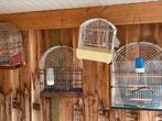 Surinaamse kooi zang kooi, Ophalen of Verzenden, Zo goed als nieuw, Hout, Vogelkooi