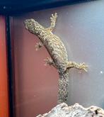 Bewezen kweekkoppel Eurydactylodes occidentalis, Dieren en Toebehoren, Reptielen en Amfibieën, Hagedis, 3 tot 6 jaar